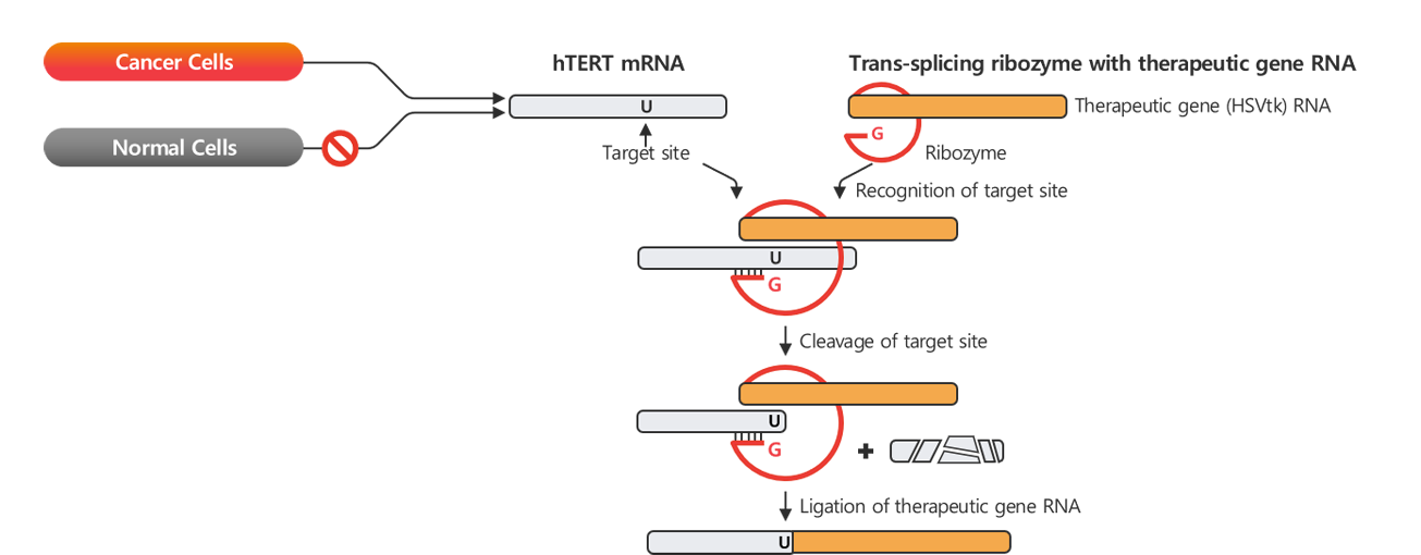 基于RNA替代酶的癌症基因疗法：RZ-001 获得美国 FDA 快速通道认证